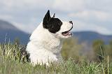 AKITA AMERICAIN 134